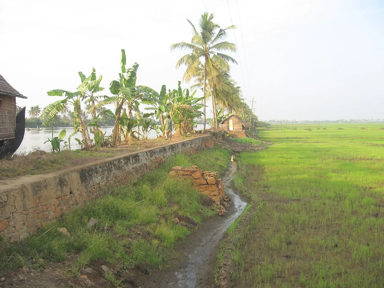 Kuttanad pirinç tarlası ve su yolu; P.K.Niyogi, 24 Aralık 2007. Tarımsal bağlam; karimeen tabağı veya güncel ürün kaynağı değildir. PD-self yazar beyanı korunur.
