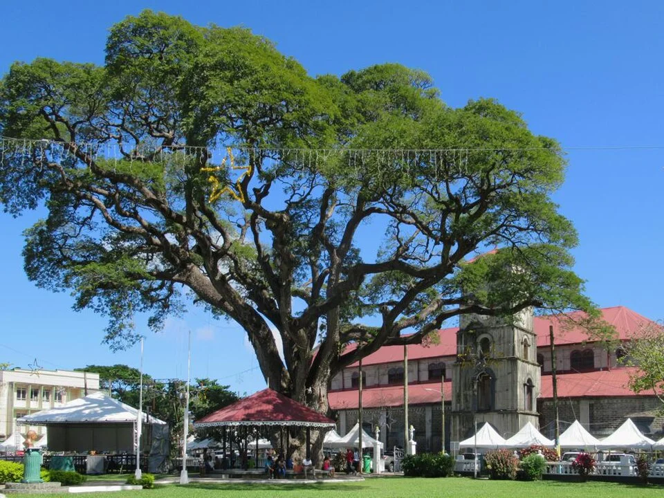 Tree in Derek Walcott Square Castries, 2018