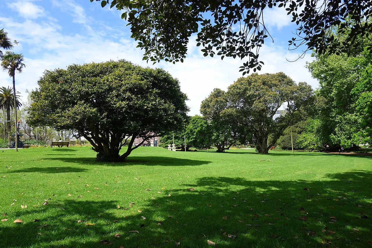 Auckland Albert Park çimenliği, 2024