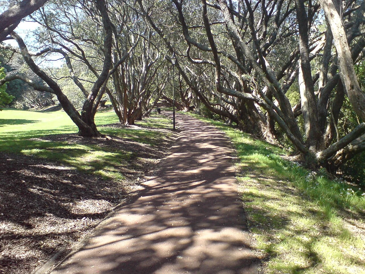 Auckland Domain parkına çıkan ağaçlıklı patika, 2010