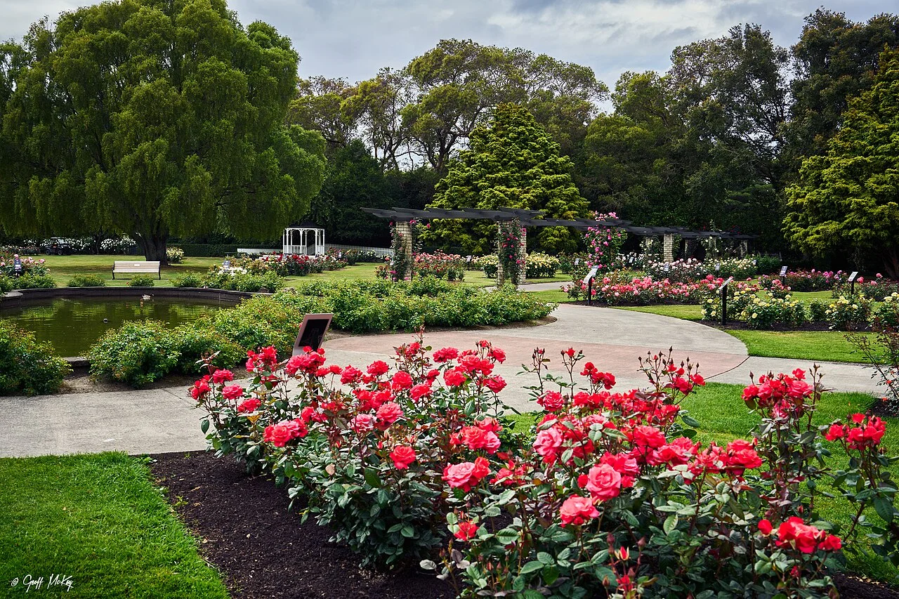 Dugald MacKenzie Rose Garden in Palmerston North, November 2022; not a current flowering guarantee