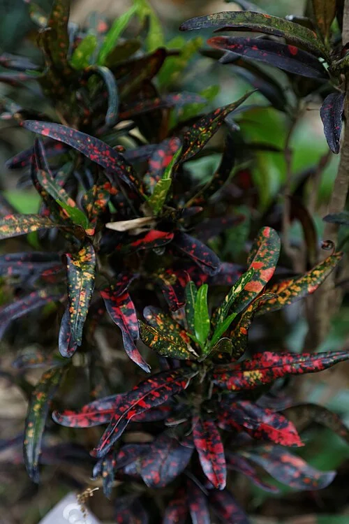 Orlando Harry P. Leu Gardens içinde kroton yapraklarının yakın görünümü, 2013
