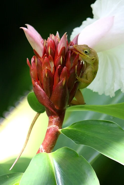 Dominican anole in Roseau botanical gardens, 2009