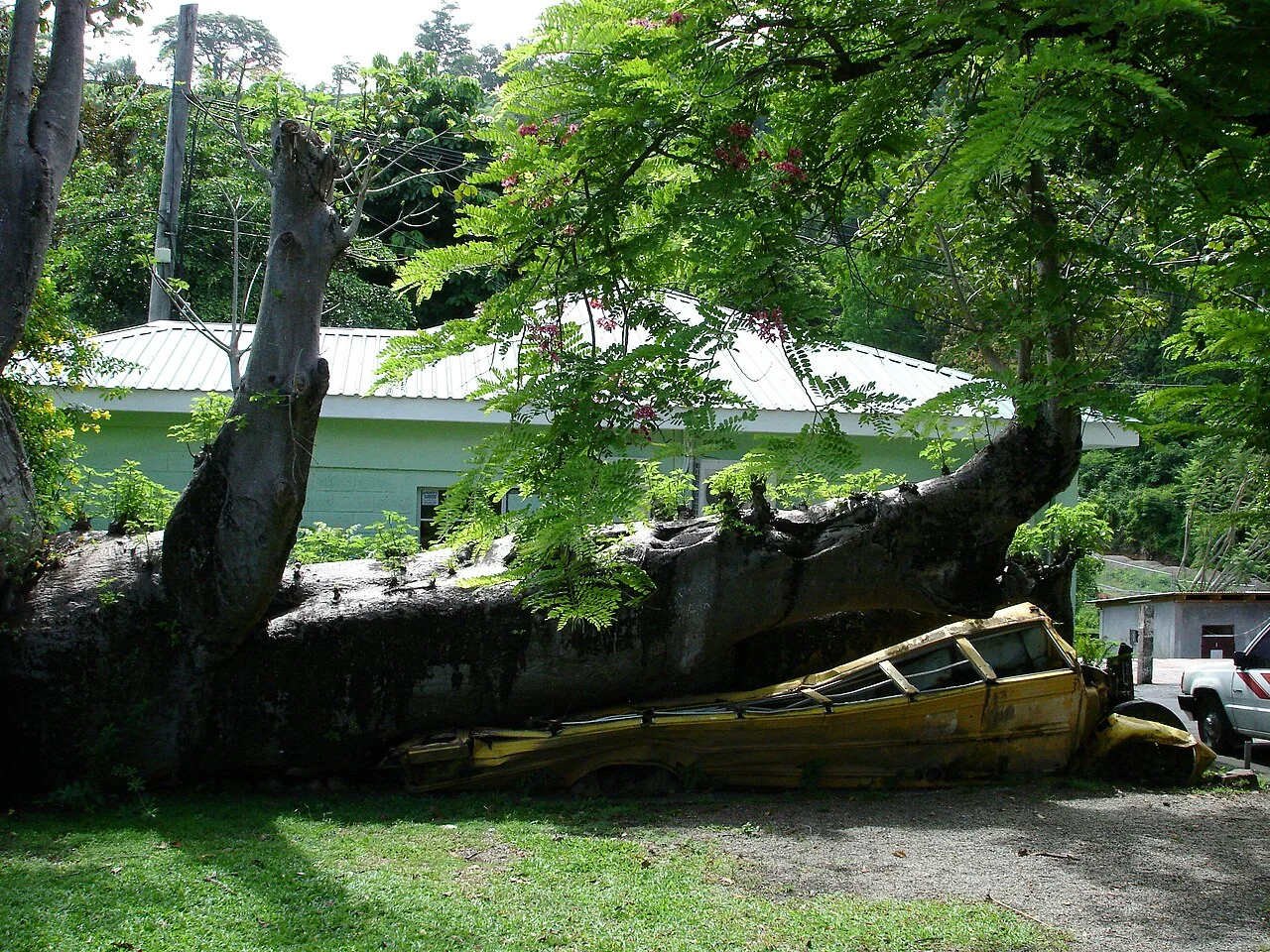 Baobab and bus in Roseau botanical gardens, 2008