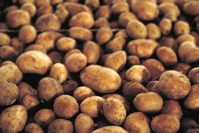 Patatesler, USDA genel malzeme fotoğrafı; Dibbelabbes veya Saarbrücken tabağı değildir, çekim tarihi belirtilmez