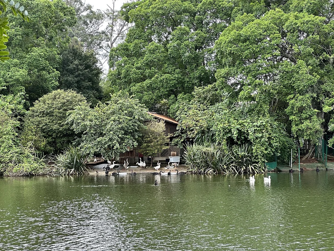 Lake in Ibirapuera Park, São Paulo, 2024