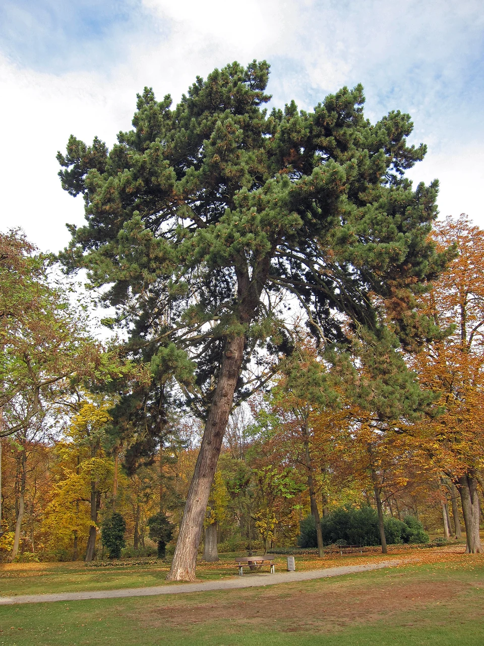 Schweinfurt Stadtpark im I. Wehr çevresinde çam ağacı, Kasım 2011