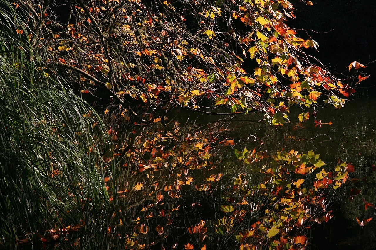 Golden Gate Park gölet yansıması, Kasım 2009; kaynak açıklaması ve EXIF günleri farklı