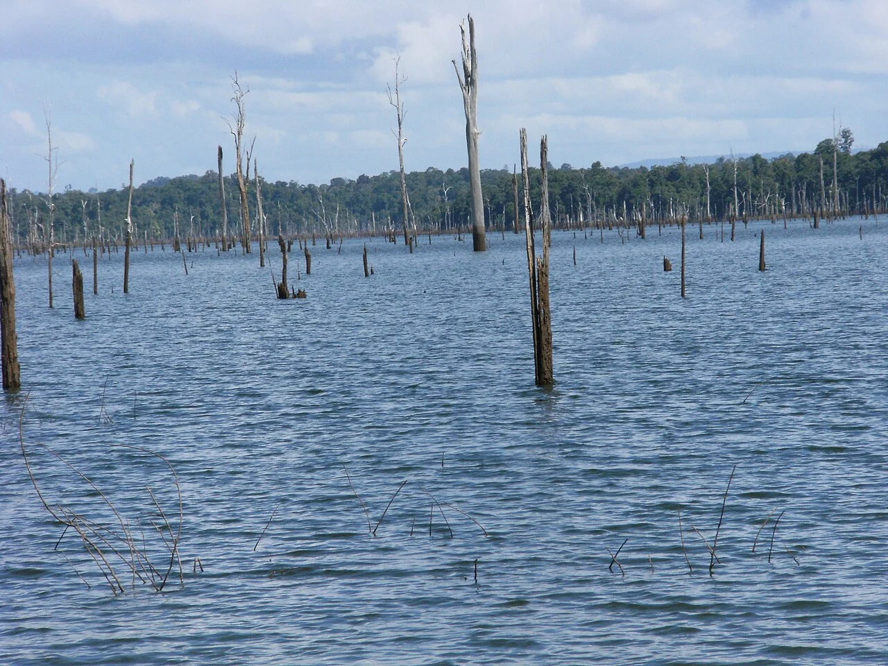 Brokopondo Reservoir and tree remnants in the water, Suriname, 2008
