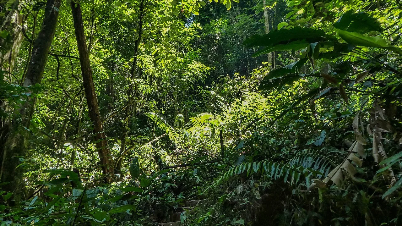 Rainforest path at Brownsberg, Suriname, 2016