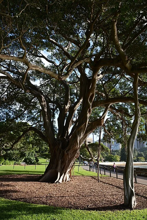 Sydney Botanic Gardens incir ağacı, 2016