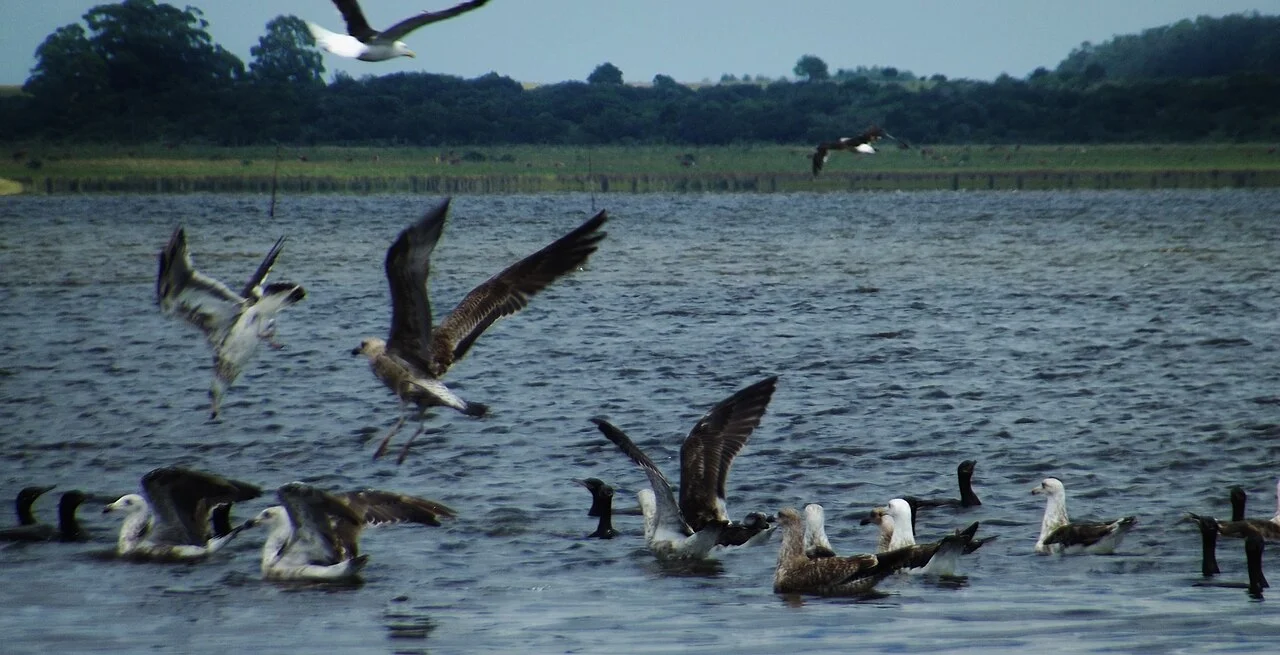 Uruguay Laguna de Rocha su kıyısında kuşlar, 2014