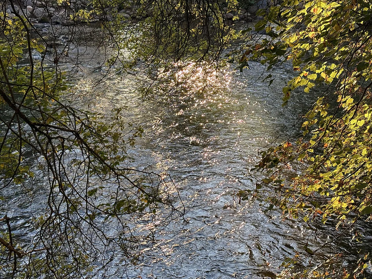 Vilnelė River through tree branches in Vilnius Bernardine Garden; photograph taken 8 October 2025.