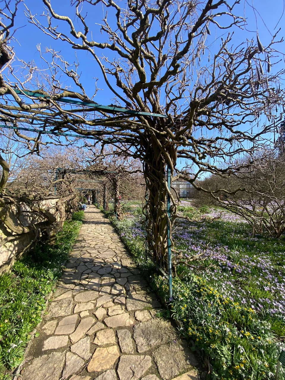 Pruned tree and stone path at Hermannshof